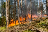 Cháy rừng Amazon đang trở thành vấn đề nóng toàn cầu.
