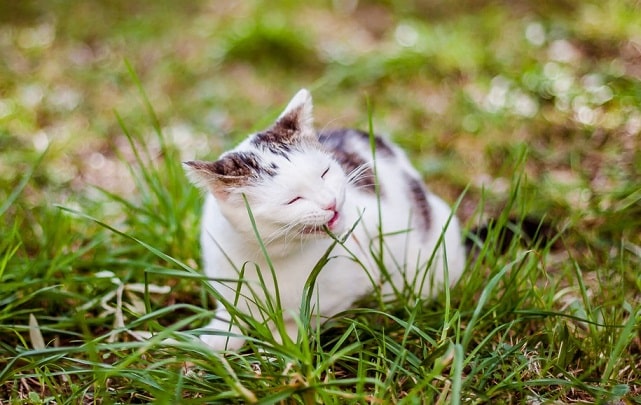 mèo ăn cỏ, mèo con