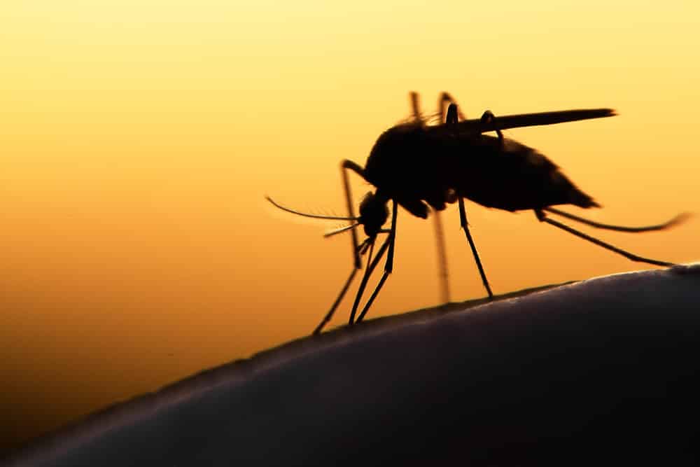Brazil: Dự án diệt muỗi bằng biến đổi gen thất bại ngoạn mục