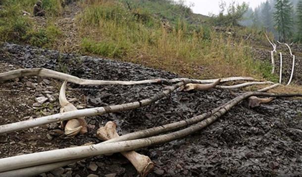 Nghĩa địa voi ma-mút 50.000 tuổi quý giá bị thợ săn ngà voi phá hoại