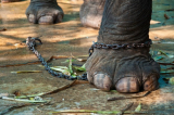 Chuyện về võ: Hội chứng con voi bị xích