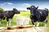 sữa bò tươi, sữa bò, thực phẩm không nên cho trẻ dưới 1 tuổi ăn