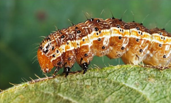 Spodoptera frugiperda worm