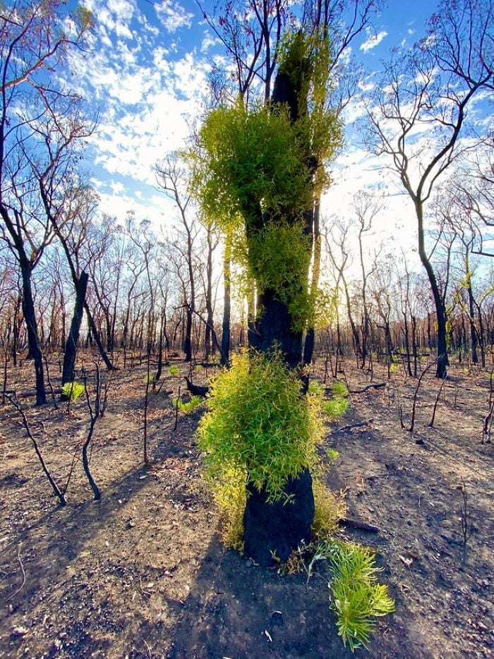 cây cối, màu xanh sau cháy rừng ở Úc