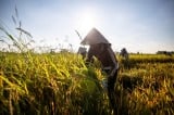 nông nghiệp, xuất khẩu gạo