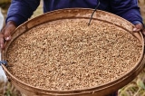covid-19, xuất khẩu gạo