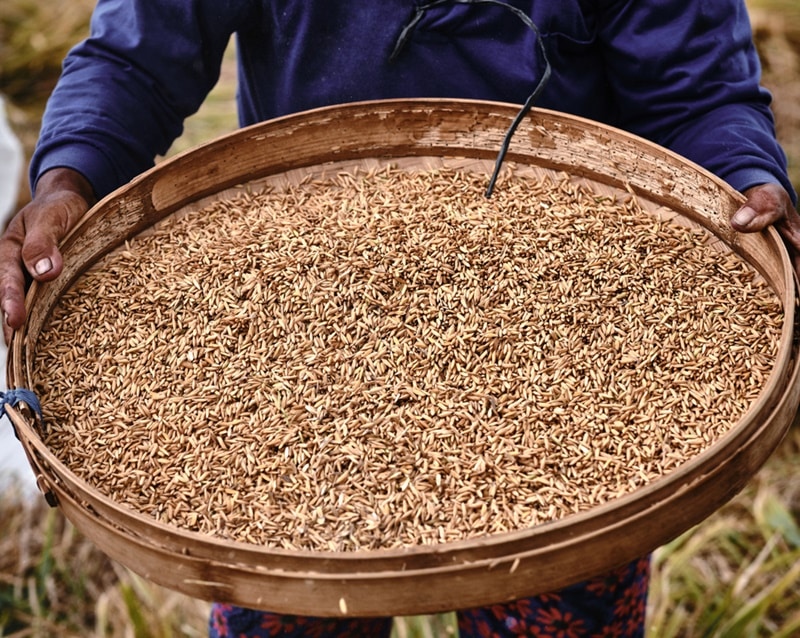 covid-19, xuất khẩu gạo