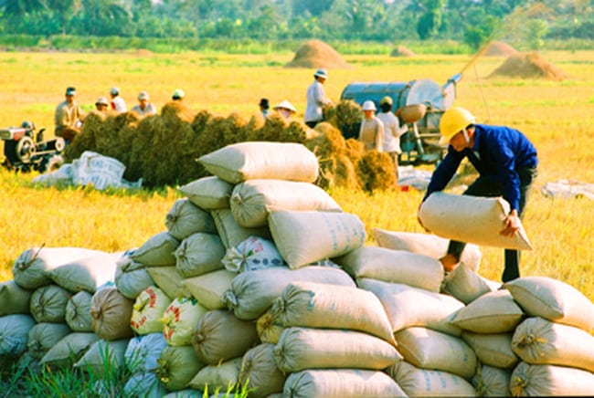 Bộ NN-PTNT, xuất khẩu gạo