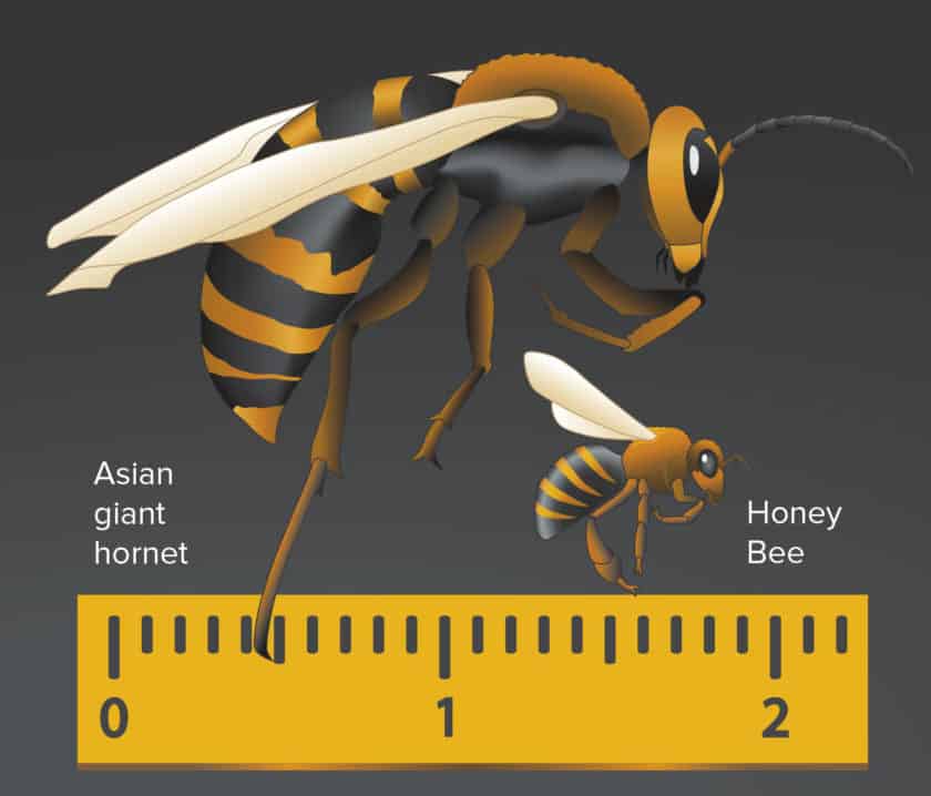 Asian hornet infographic high scaled