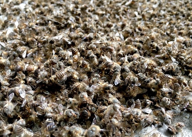 ong chết, thảm họa tự nhiên