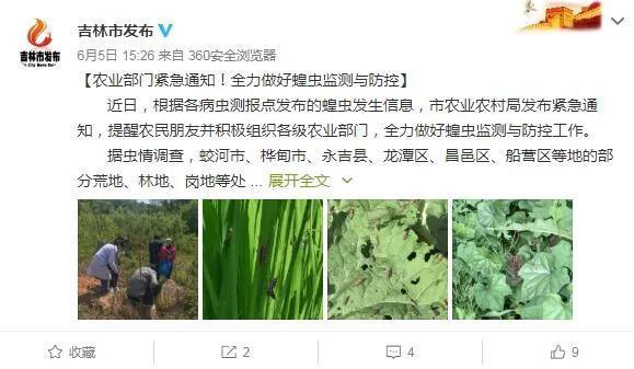Thành phố Cát Lâm gần đây xuất hiện châu chấu gây hại. (Ảnh: Weibo)