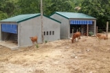 Nghệ An, xây biệt thự bò ở Nghệ An