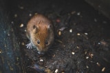 close up photography of brown mouse 1010266