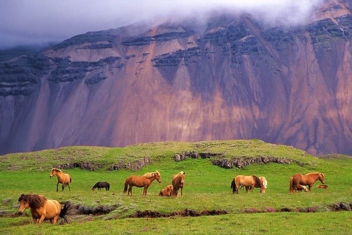 ngựa Iceland