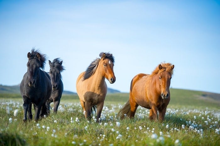ngựa Iceland