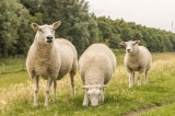 cừu Texel