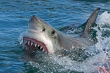 cá mập trắng, cá mập, cá mập tấn công