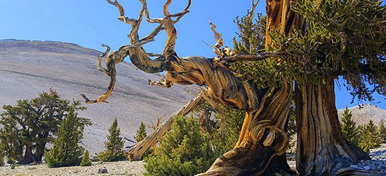 Những cây Bristlecone lớn chậm, chịu nhiều ảnh hưởng của gió mạnh, nên có hình thù khá kỳ lạ (Ảnh: Kcet.org)