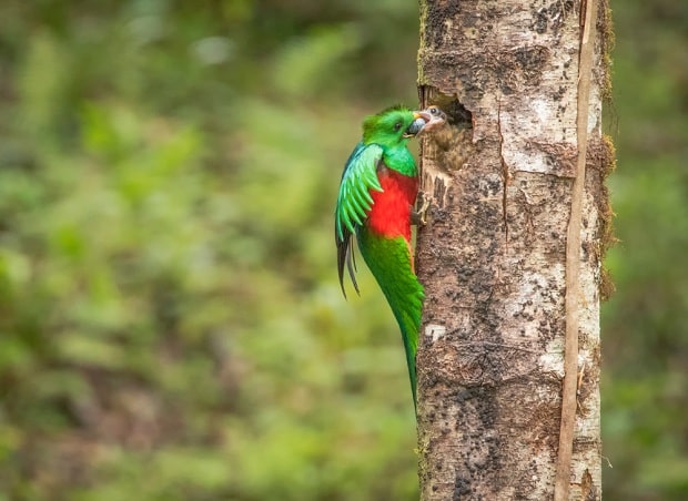 Loai chim Quetzal 1