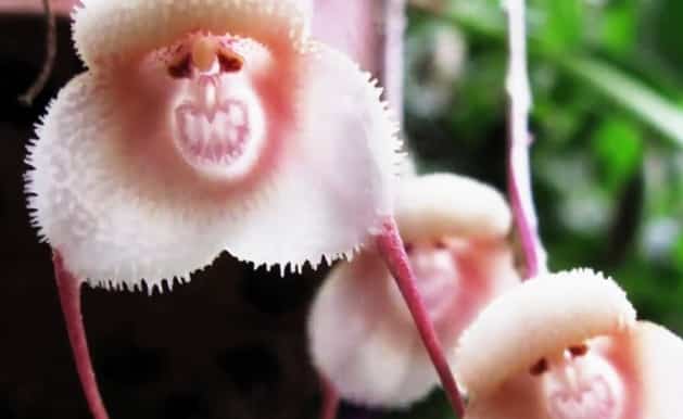 Hoa lan mặt khỉ