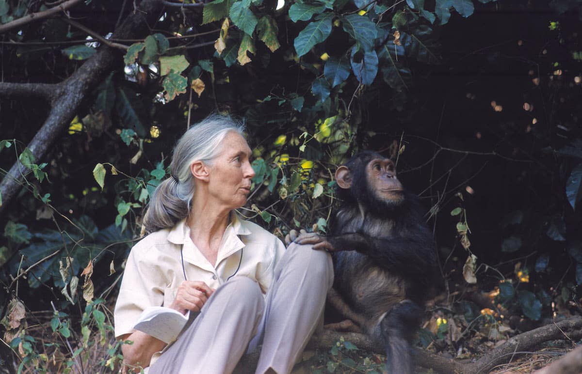 Jane Goodall: Sinh vật thông minh nhất Trái Đất đang phá hủy ngôi nhà của mình