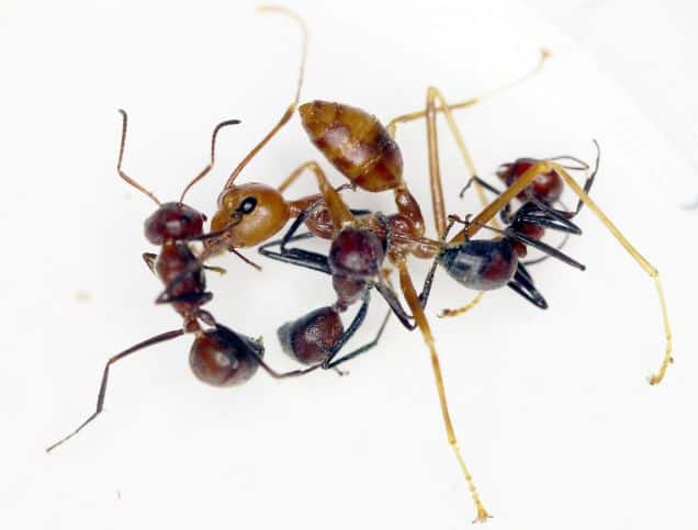 Loài kiến nổ ở đảo Borneo: Hy sinh để bảo vệ cả đàn