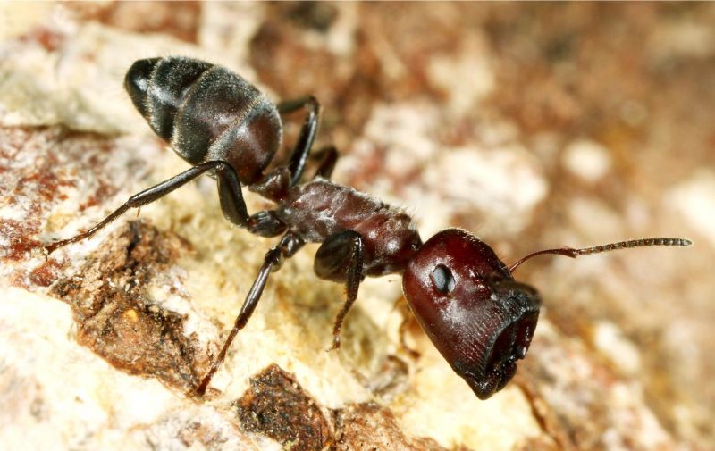 Loài kiến nổ ở đảo Borneo: Hy sinh để bảo vệ cả đàn