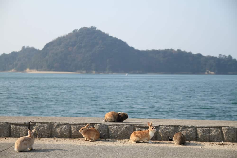 Hòn đảo Ōkunoshima, Đảo thỏ