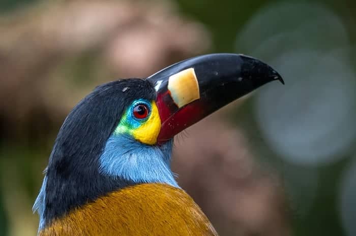 Toucan Plate Billed Mountain image
