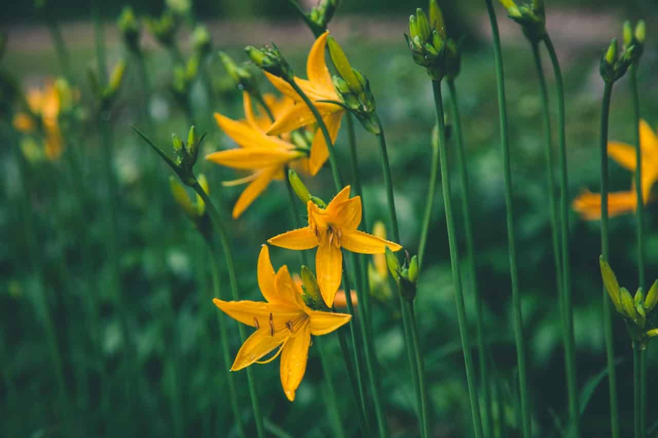 selective focus photo ofyellow lilies 1089458 image
