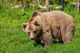 đối đầu với gấu, con gấu, chạm trán với gấu
