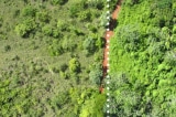 vỏ cam khôi phục rừng nhiệt đới
