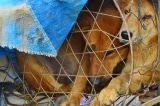 Nông dân Hàn Quốc xô xát với cảnh sát tại cuộc biểu tình phản đối lệnh cấm thịt chó