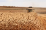grain import ukraine africa