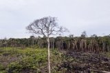 Bao cao Rung Amazon mat 18 cay moi giay trong nam 2021 1