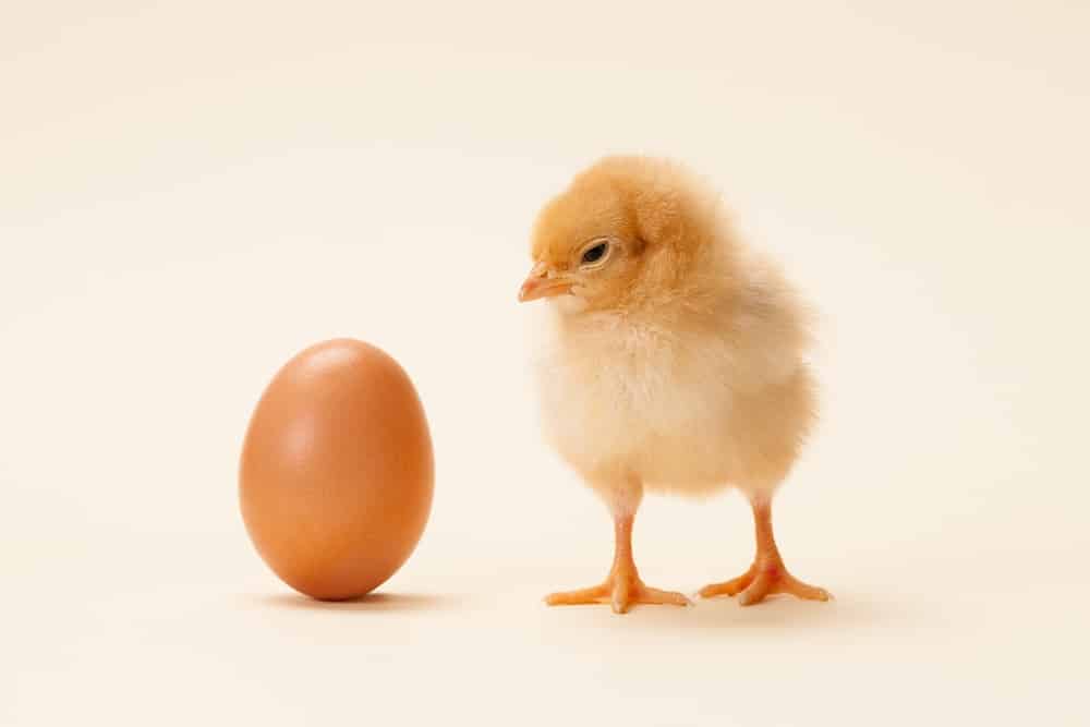 Chiken or egg first