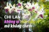 Chi Lan web