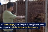 Hàn Quốc sẽ cấm ăn thịt chó