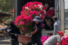 Hoa Tết chan hòa trong nắng xuân Sài Gòn
