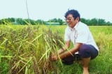 Gạo ST25 của ông Hồ Quang Cua đoạt giải Gạo ngon nhất năm 2023