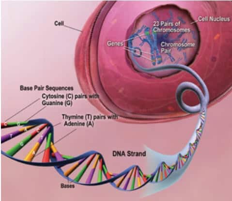Một minh họa ví dụ cấu trúc của DNA trong nhân của tế bào (ảnh: Học viện quốc gia về người cao tuổi, Mỹ)