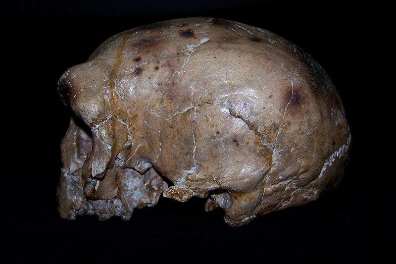 Hộp sọ 260.000 năm tuổi tìm thấy ở Trung Quốc có thể viết lại lịch sử tiến hóa