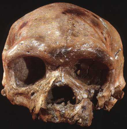 Hộp sọ 260.000 năm tuổi tìm thấy ở Trung Quốc có thể viết lại lịch sử tiến hóa