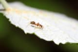Loài kiến có thể phát hiện ra ung thư thông qua nước tiểu