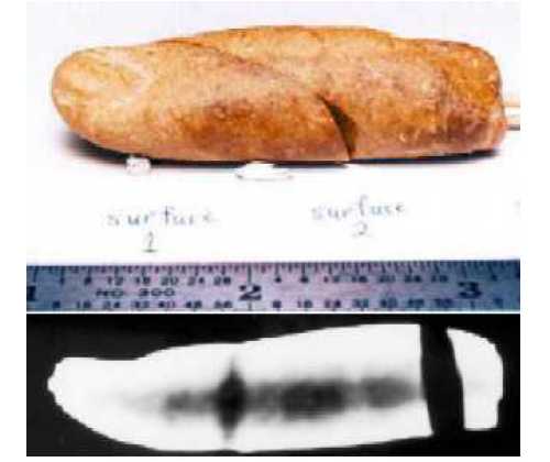 Trên: Ngón tay hoá thạch với niên đại 100 triệu năm tuổi (hoá thạch số hiệu DM93-083) được tìm thấy trên đảo Axel Heiberg ở Canada. Dưới: Ảnh chụp X-quang ngón tay hóa thạch cho thấy rõ cấu trúc xương bên trong. (Ảnh: paleo.cc)