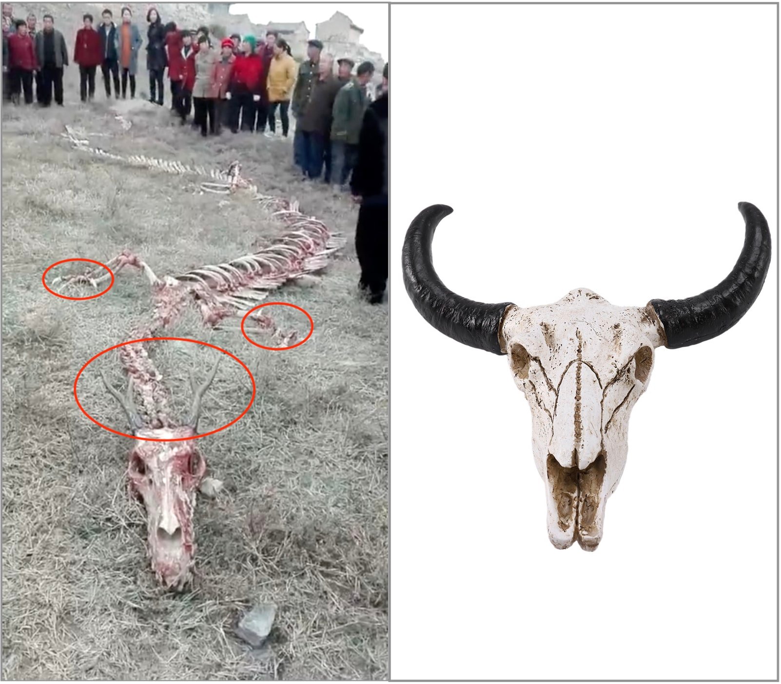 Trái: Bộ xương được cho là của Rồng xuất hiện tại Trương Gia Khẩu, tháng 10/2017, chân có móng vuốt sắc như vuốt chim ưng và sừng như sừng hươu. Phải: xương đầu của một con bò.