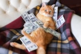 Người phụ nữ để lại tài sản 2,8 triệu USD cho chó mèo mà không cho con cái