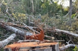 Hơn 27.000 ha rừng tự nhiên biến mất: Xử lý bằng cách ‘kiểm điểm’