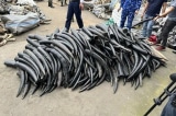 Việt Nam: Điểm đến lớn và là thị trường tiêu thụ ngà voi, sừng tê giác