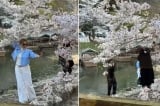 Du khách liên tục lắc mạnh cành đào Nhật Bản để chụp ảnh cho đẹp [Video]